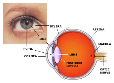 Eye Anatomy, Retina Specialists Orlando